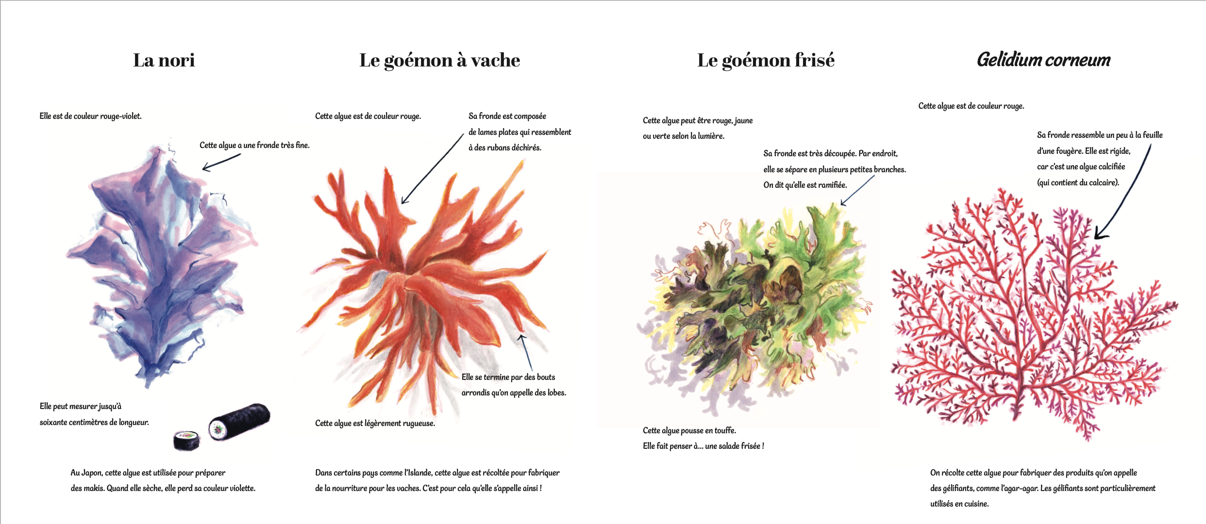 Extrait de Algues de Pauline Payen et Julie Michelin, éditions Panthera